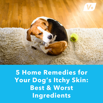 5 Home Remedies for Your Dog’s Itchy Skin: Best &amp; Worst Ingredients | Vetnique