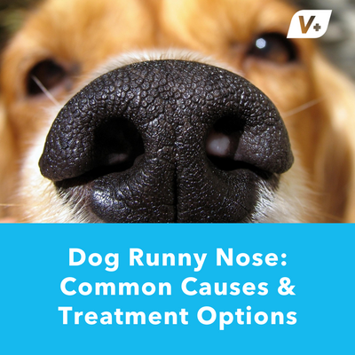Dog Runny Nose: Common Causes and Treatment Options | Vetnique
