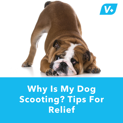 Why Is My Dog Scooting? Tips For Relief | Vetnique