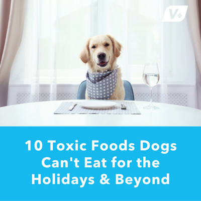 10 Toxic Foods Dogs Can’t Eat for the Holidays &amp; Beyond | Vetnique