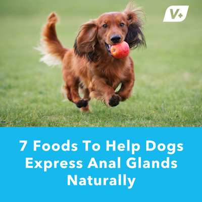7 Foods To Help Dogs Express Anal Glands Naturally | Vetnique