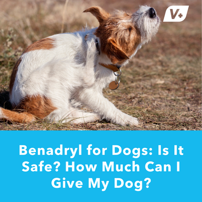 Benadryl for Dogs: Is It Safe? How Much Can I Give My Dog? | Vetnique