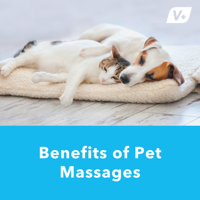 Benefits of Pet Massages