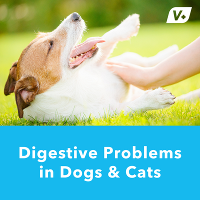 Digestive Problems in Dogs & Cats