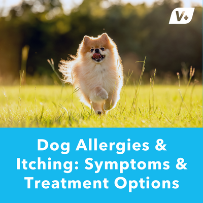 Dog Allergies & Itching: Symptoms & Treatment Options