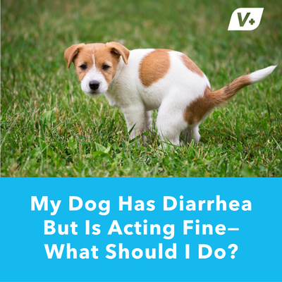 My Dog Has Diarrhea But Is Acting Fine––What Should I Do? | Vetnique