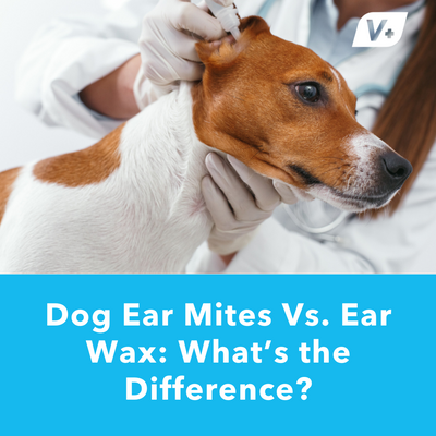 Dog Ear Mites vs Ear Wax: What’s the Difference? | Vetnique