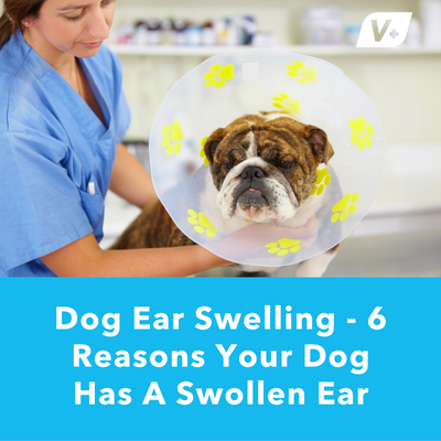 Dog Ear Swelling - 6 Reasons Your Dog Has A Swollen Ear | Vetnique