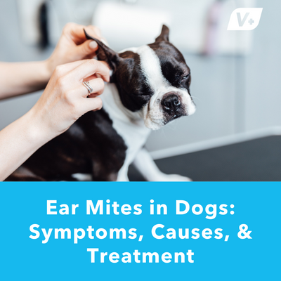 Ear Mites in Dogs: Symptoms, Causes, &amp; Treatment | Vetnique