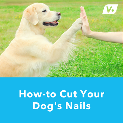 How-to Cut Your Dog's Nails