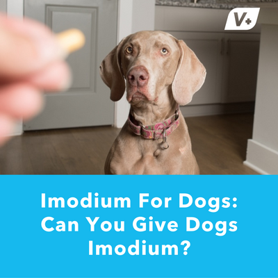 Imodium For Dogs: Can You Give Dogs Imodium? | Vetnique