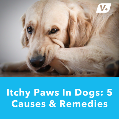 Itchy Paws In Dogs: 5 Causes