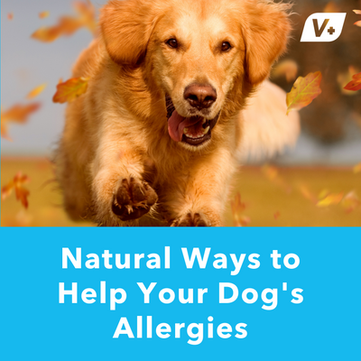 Natural Ways to Help My Dog's Allergies?