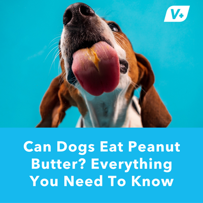 Can Dogs Eat Peanut Butter? Everything You Need To Know | Vetnique