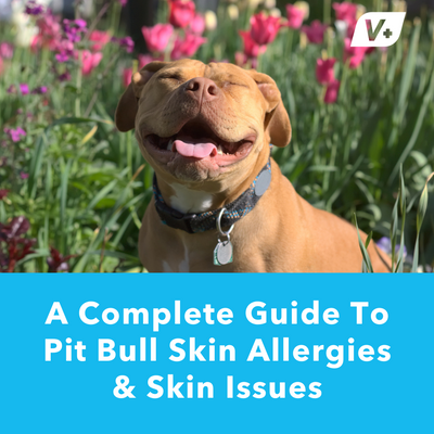A Complete Guide To Pit Bull Skin Allergies &amp; Skin Issues | Vetnique