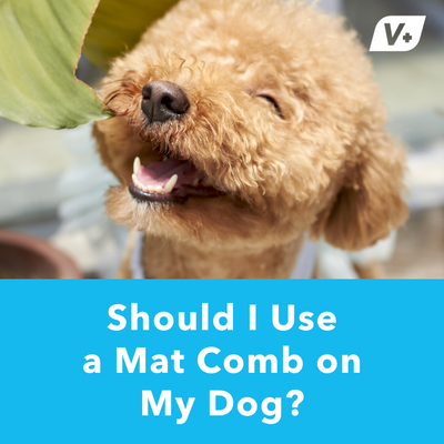 Should I Use a Mat Comb on my Dog?