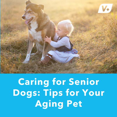 Caring for Senior Dogs: Tips for Your Aging Pet