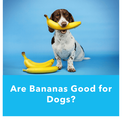 Are Bananas Good for Dogs? | Vetnique