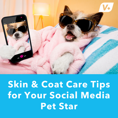 Skin & Coat Care Tips for Your Social Media Pet Star