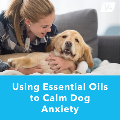 Using Essential Oils to Calm Dog Anxiety
