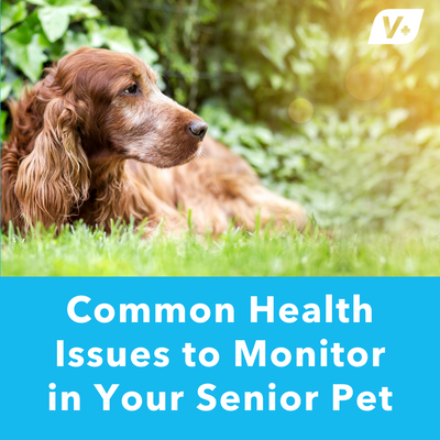 Common Health Issues to Monitor in Your Senior Pet