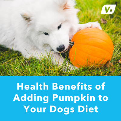 Health Benefits of Adding Pumpkin to Your Dogs Diet