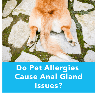 Do Pet Allergies Cause Anal Gland Issues?