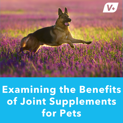 Examining the Benefits of Joint Supplements for Pets
