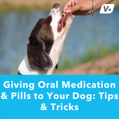 Giving Oral Medication & Pills to Your Dog: Tips & Tricks