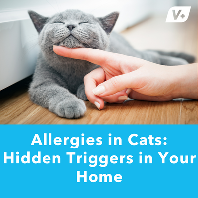 Allergies in Cats: Hidden Triggers in Your Home