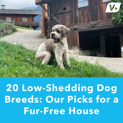 20 Low-Shedding Dog Breeds: Our Picks for a Fur-Free House