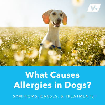 What Causes Allergies in Dogs?