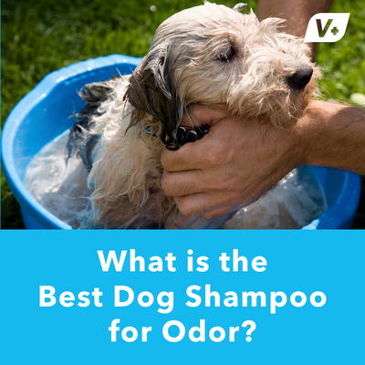 What is the Best Dog Shampoo for Odor?