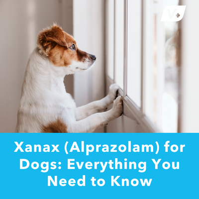 Xanax (Alprazolam) for Dogs: Everything You Need to Know | Vetnique
