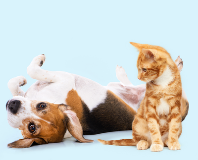 Probiotic and Digestion for Dogs and Cats