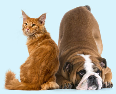 Anal Gland Support in Dogs and Cats