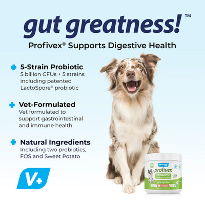 Gut Greatness with Profivex® Five Strain Probiotic Soft Chew Treats for Dogs