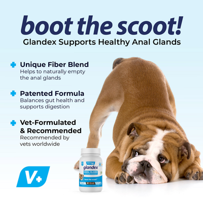 Boot the Scoot Glandex Anal Gland Support Powder- Beef Liver Flavored