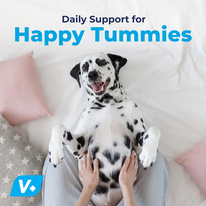 Daily Support for Happy Tummies