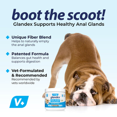 Glandex® Anal Gland Supplement Chews for Dogs with Pumpkin - Boot the Scoot